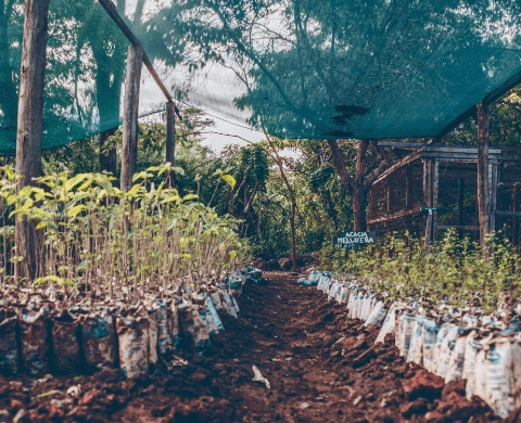 9-Afrique de l'est-mob.png